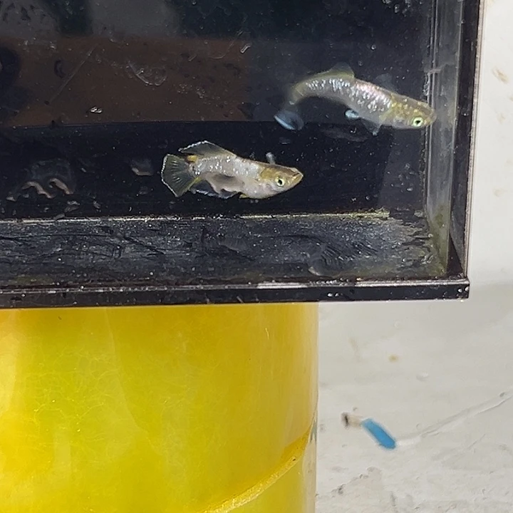 海水鱼光宽奶酪一组15