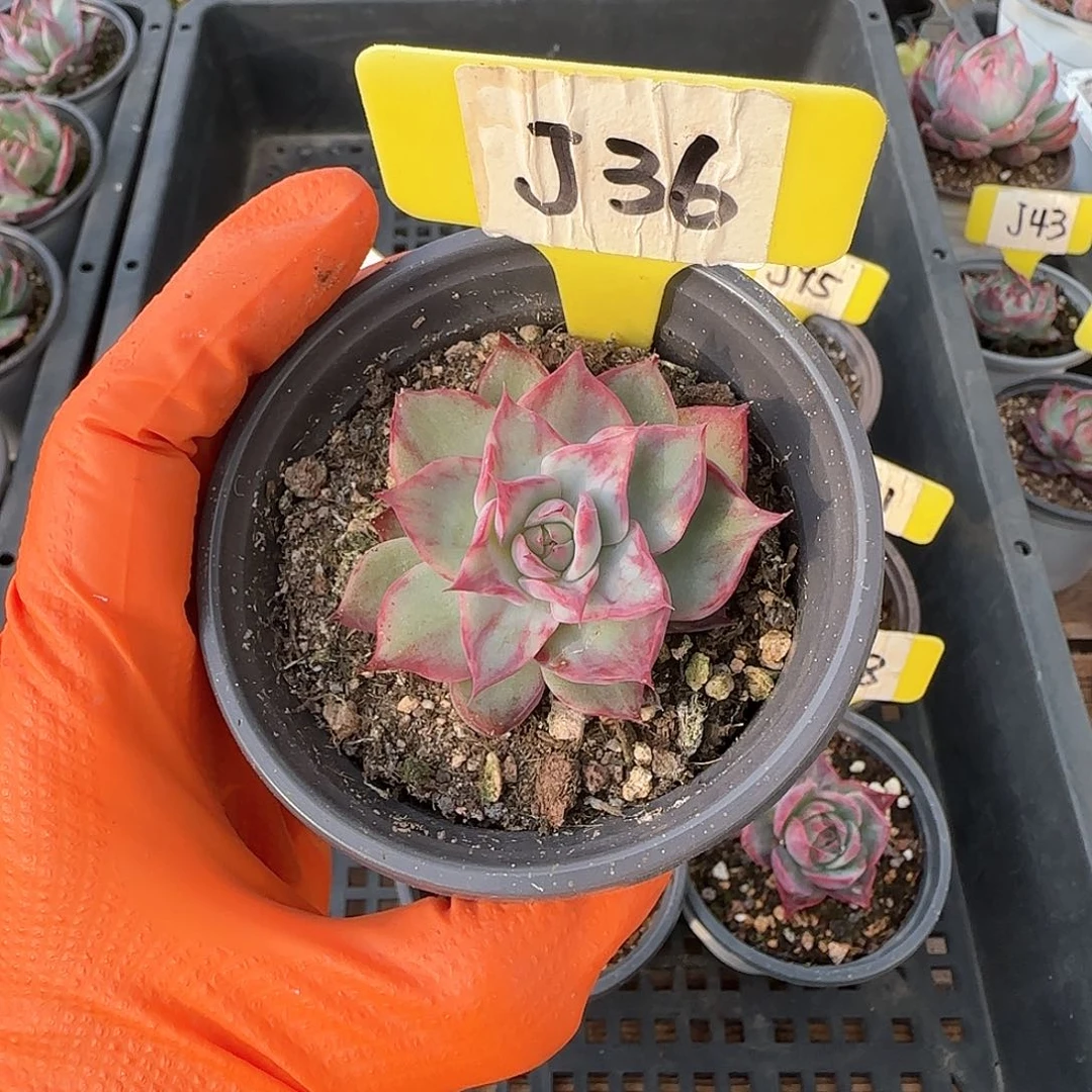 妄*J36惊鸿单头多肉