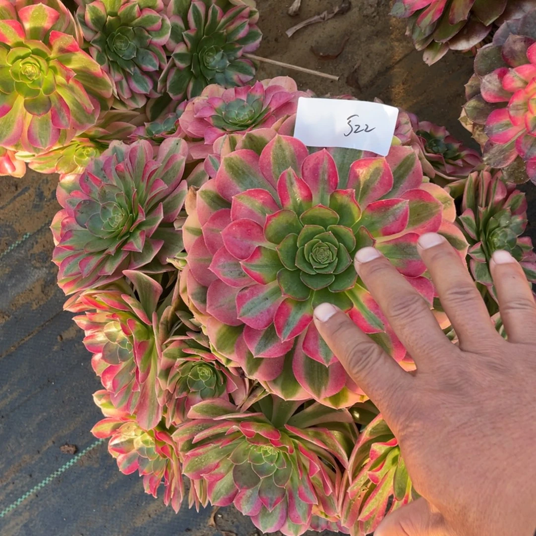 5221111111111111111111