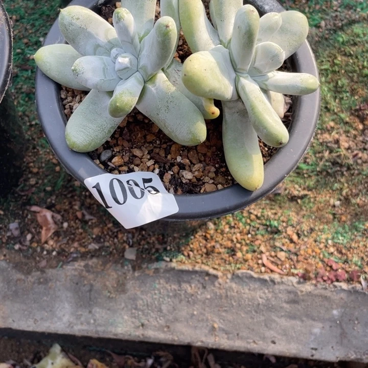 5号拇指山东多肉植物