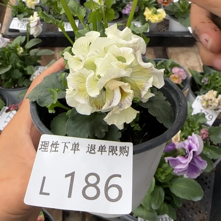 无花朵L186角堇小苗一物一拍苗晃