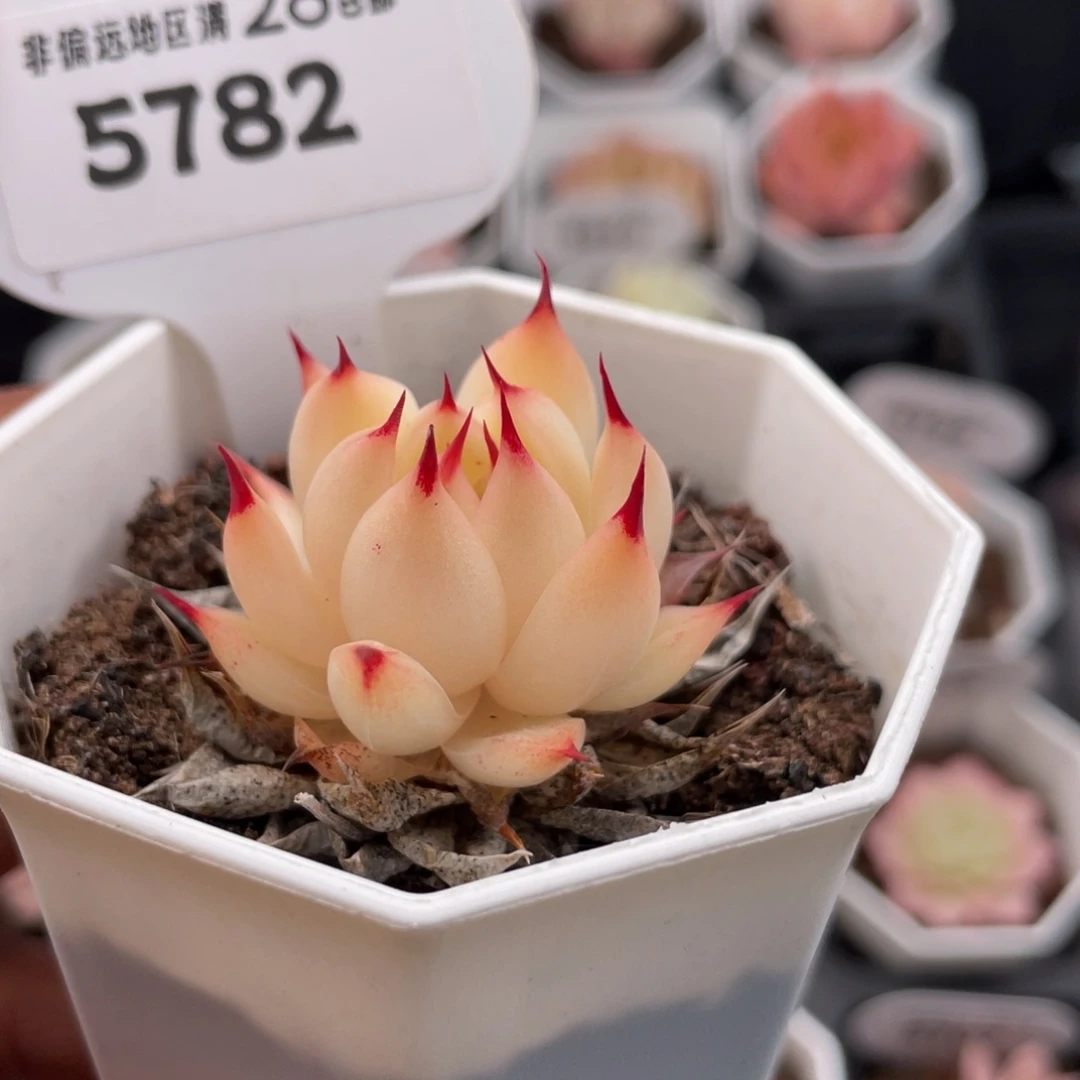 托斯卡内利5782-3.5厘米