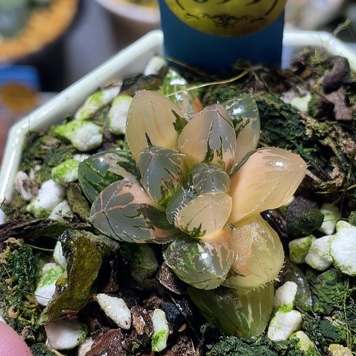 699正版赤斑玉露锦特选度老师