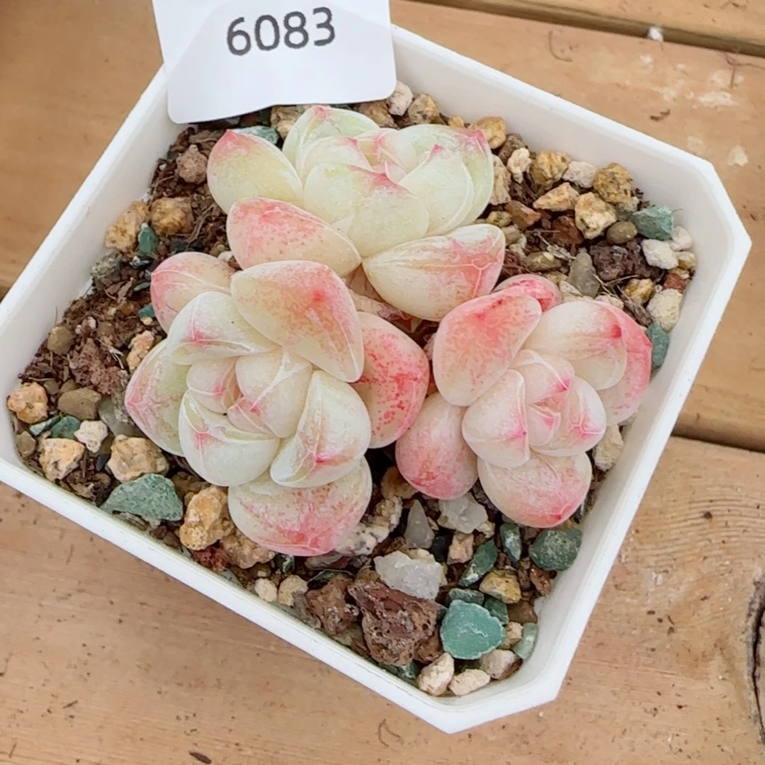 白底冰玉无砍，6083多肉植物