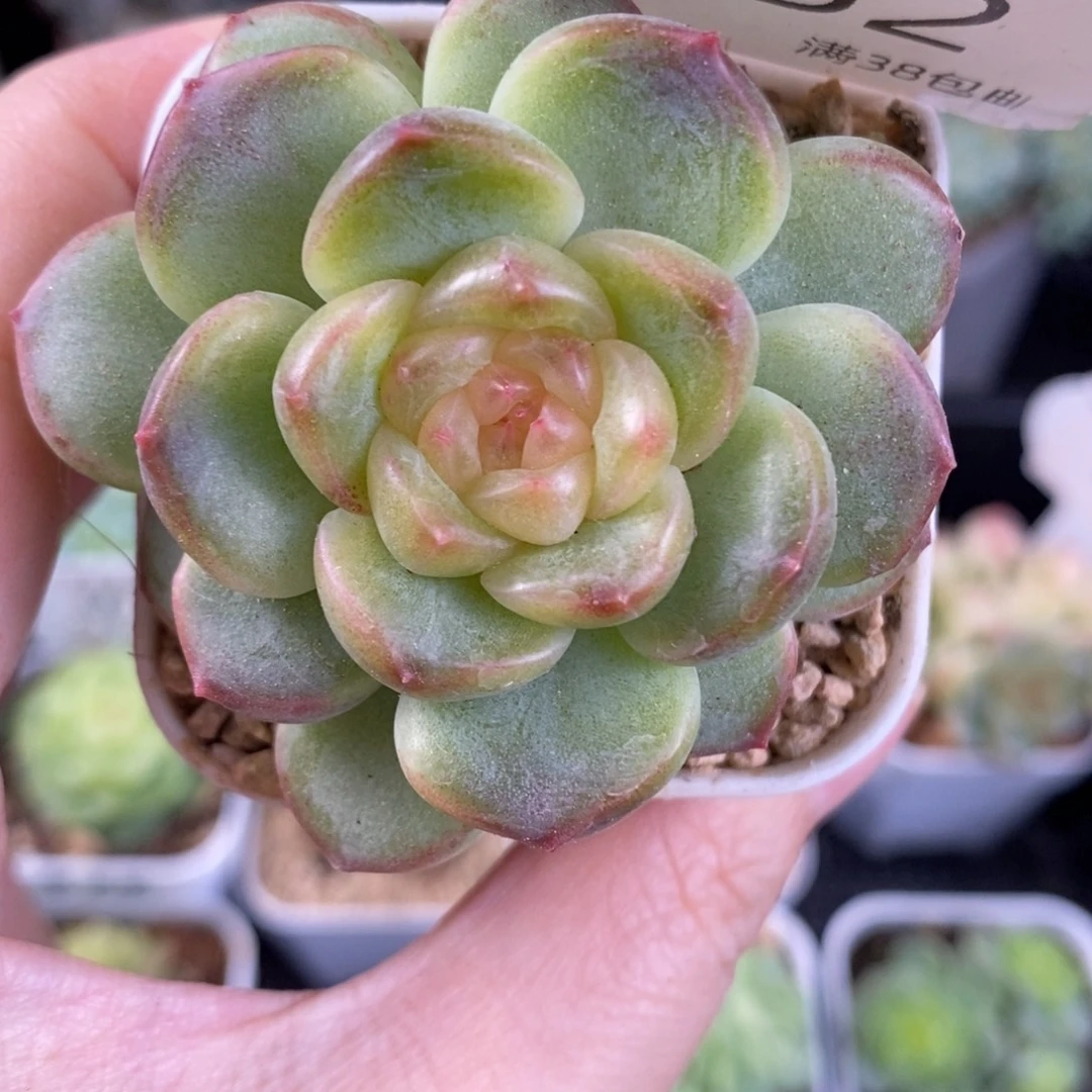 粉色甜心单头152号