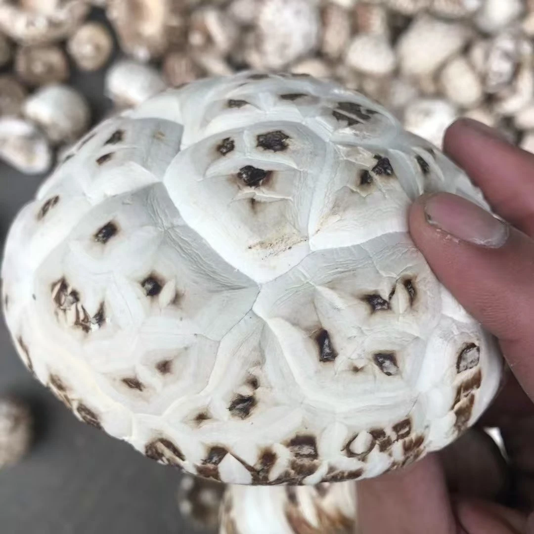 泌阳白花菇 特大个，标志地理产品