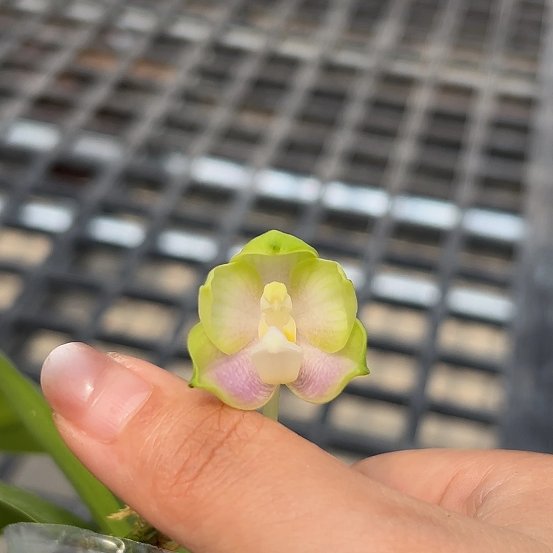 大部分开放少量花苞