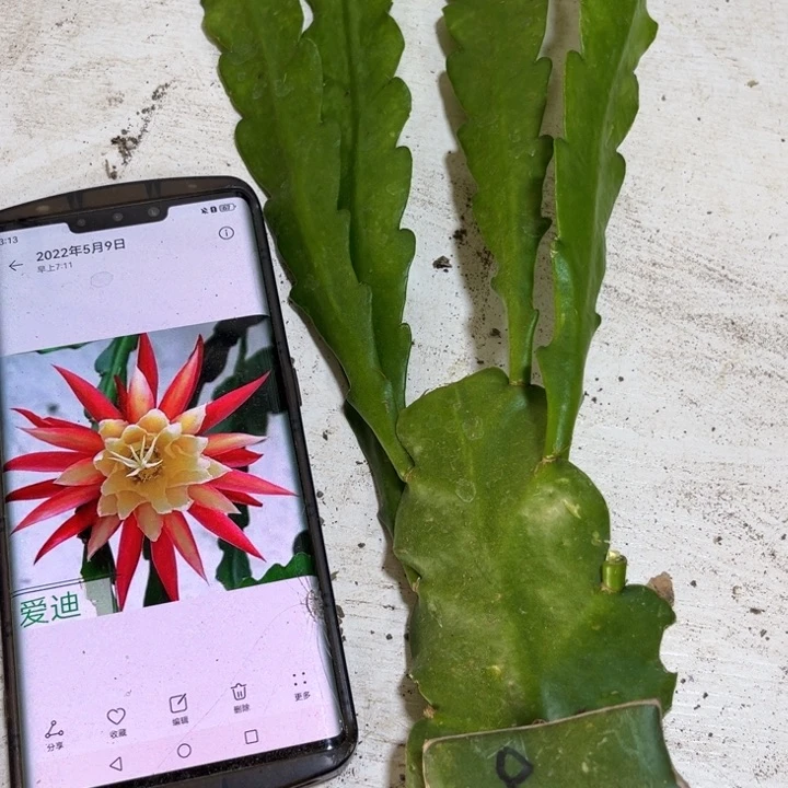 当前无花栽培后可以开花735