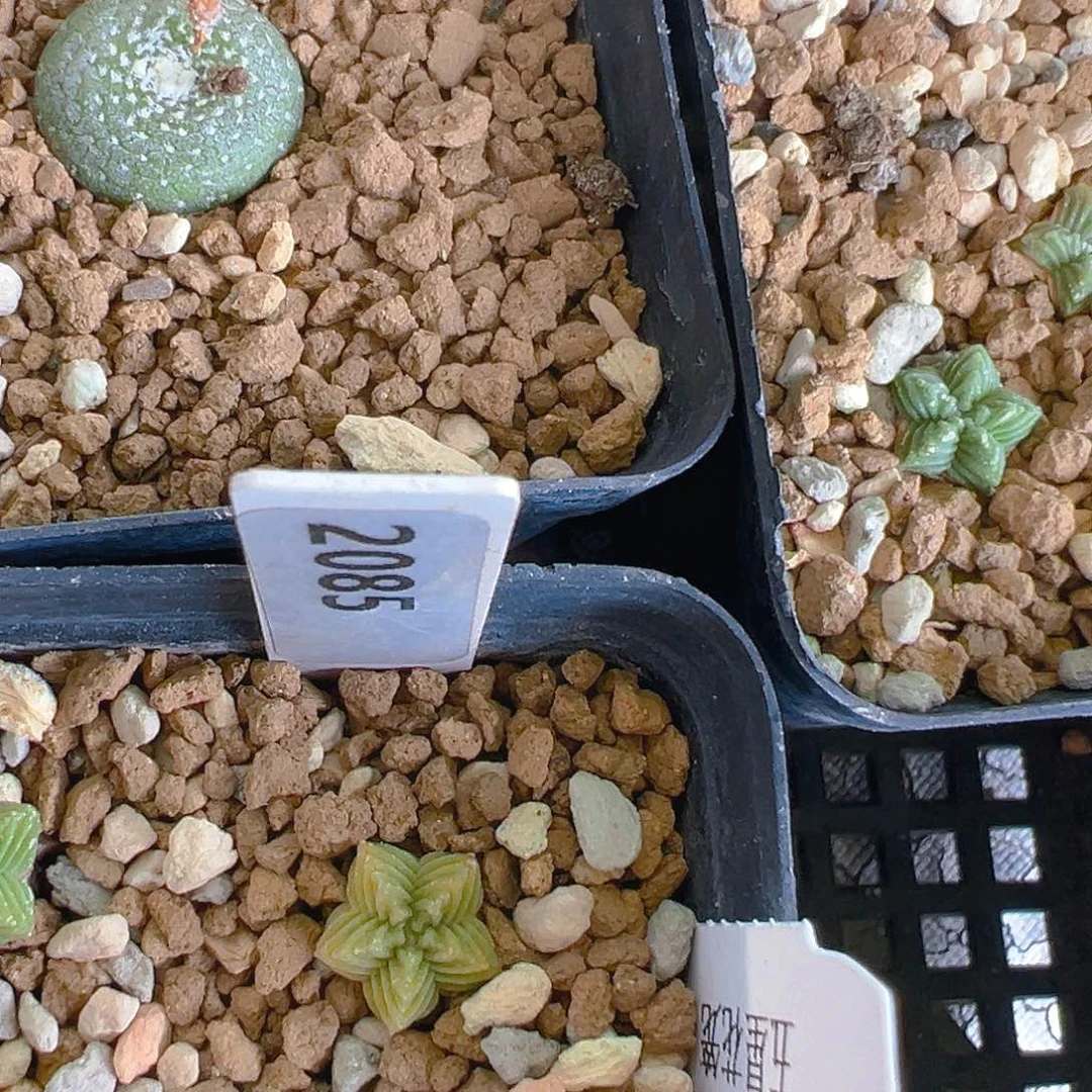 全***忆2085老花笼实生裸根发货