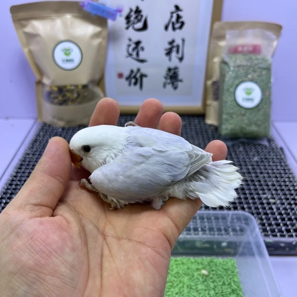 牡丹鹦鹉-精品重色紫伊莎公H83527