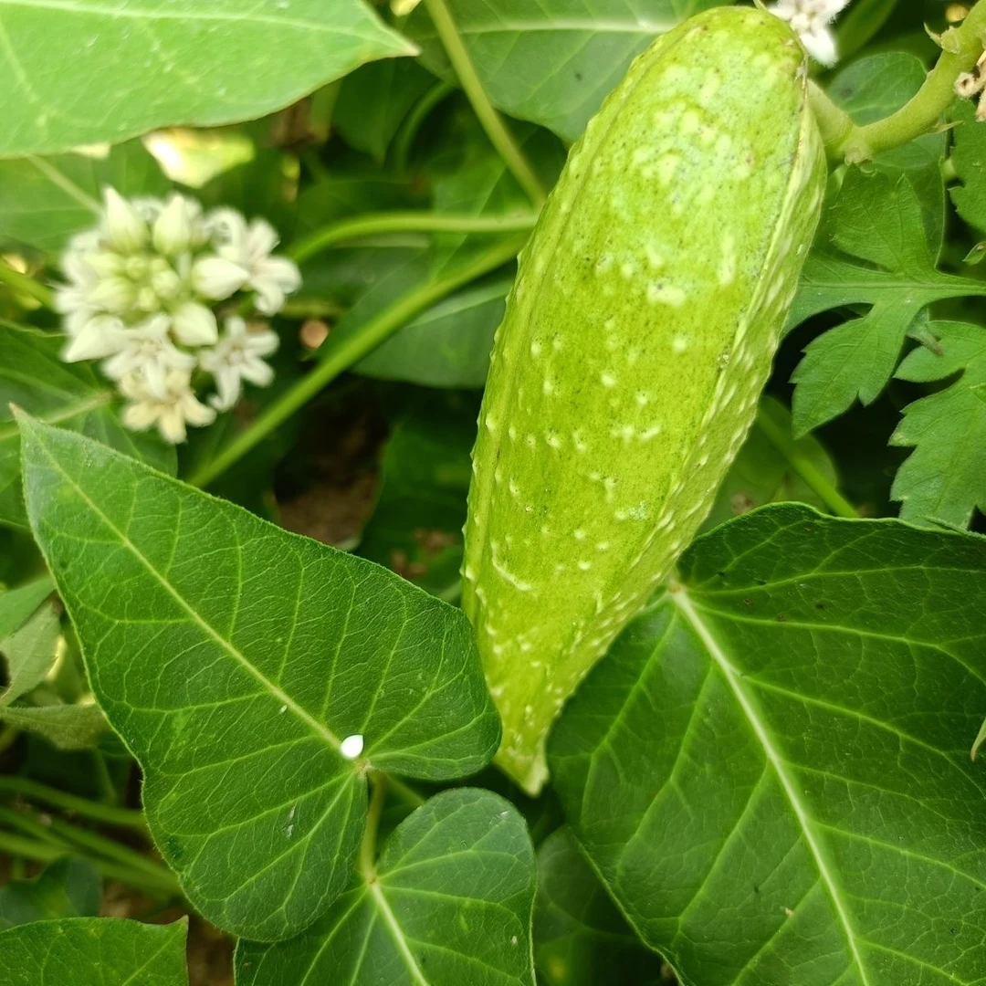 野生萝藦果老瓜药用瓢羊婆奶果新鲜现采现发嫩果干果药材