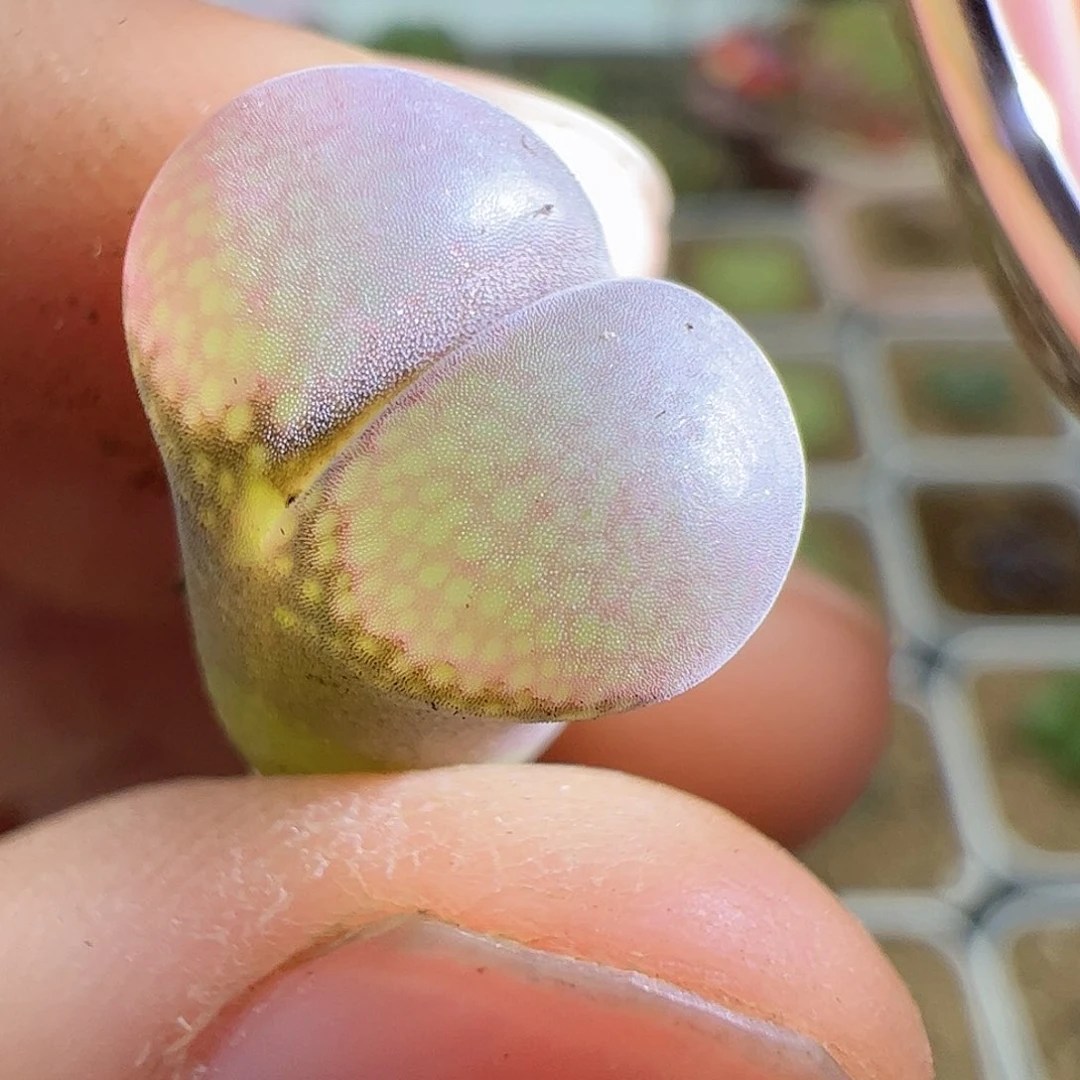 【闪购商品】124 粉钻