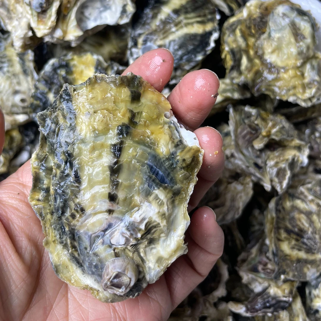 新鲜生蚝青岛鲜活海蛎子生蚝牡蛎整箱本地海鲜水产可刺身五斤/十斤（装带开蚝刀）
