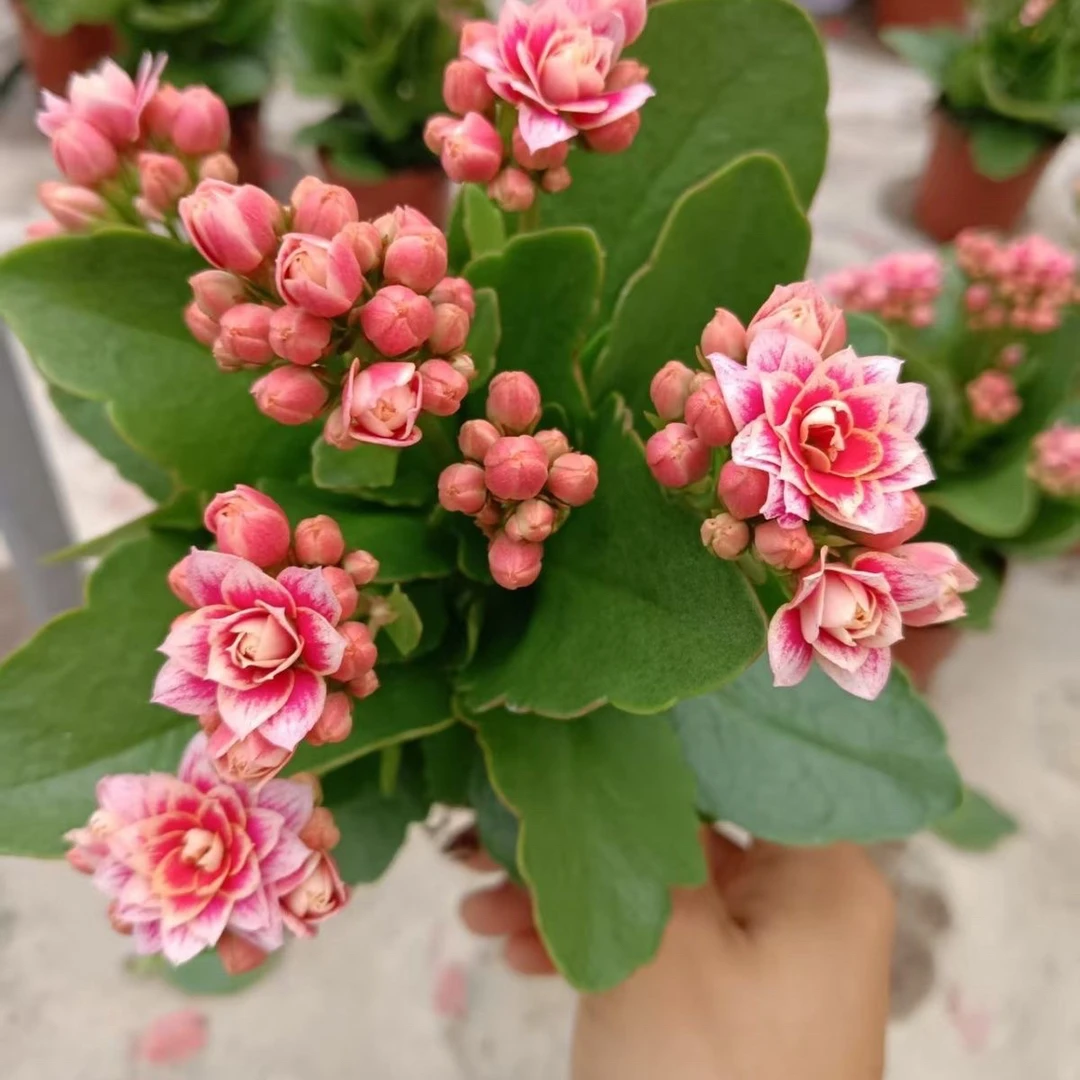 美女胭脂110盆长寿花