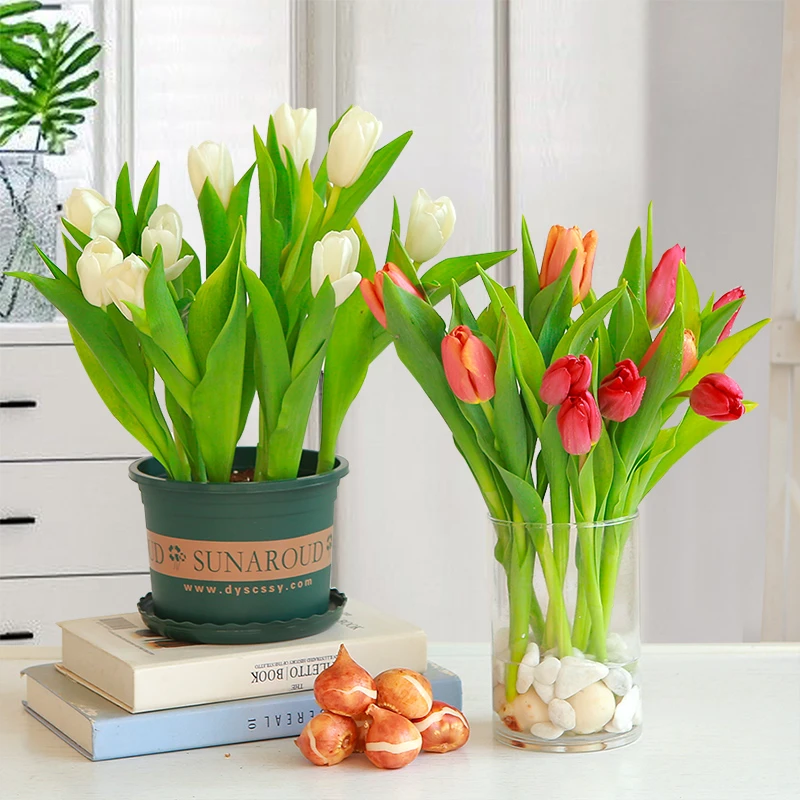 阳台耐寒种子水培土培进口郁金香种球盆栽水培植物种植五度球荷兰
