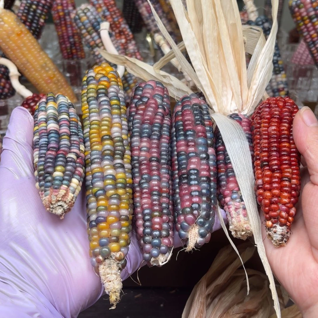 柏香籽/百香籽吊坠u****5