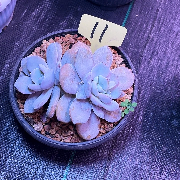 奶茶11号码牌子的话题了