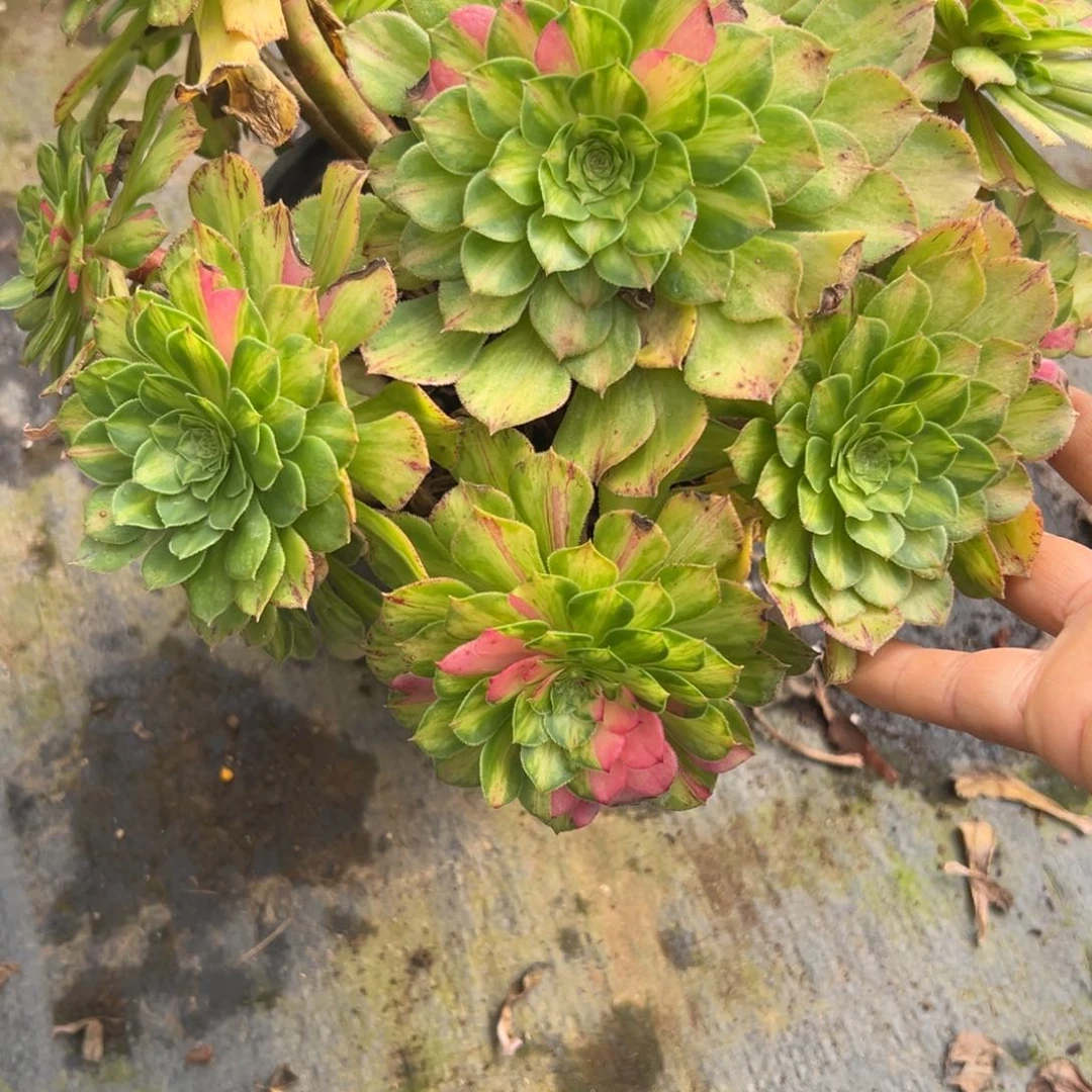 165知否多肉多肉多肉