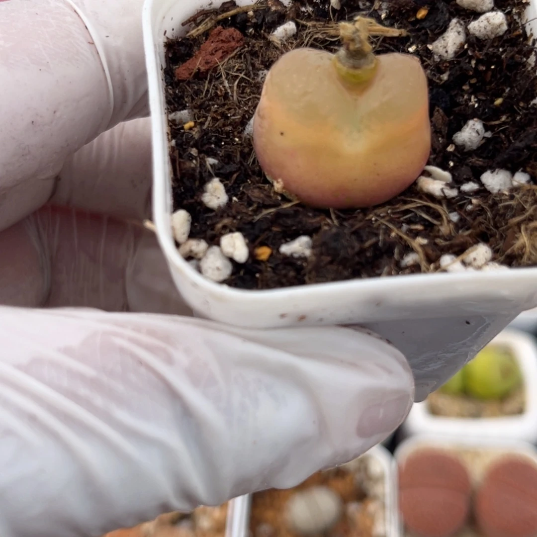 多肉植物一物一拍37