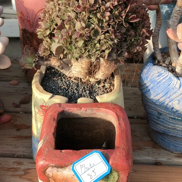 【闪购商品】名山带盆