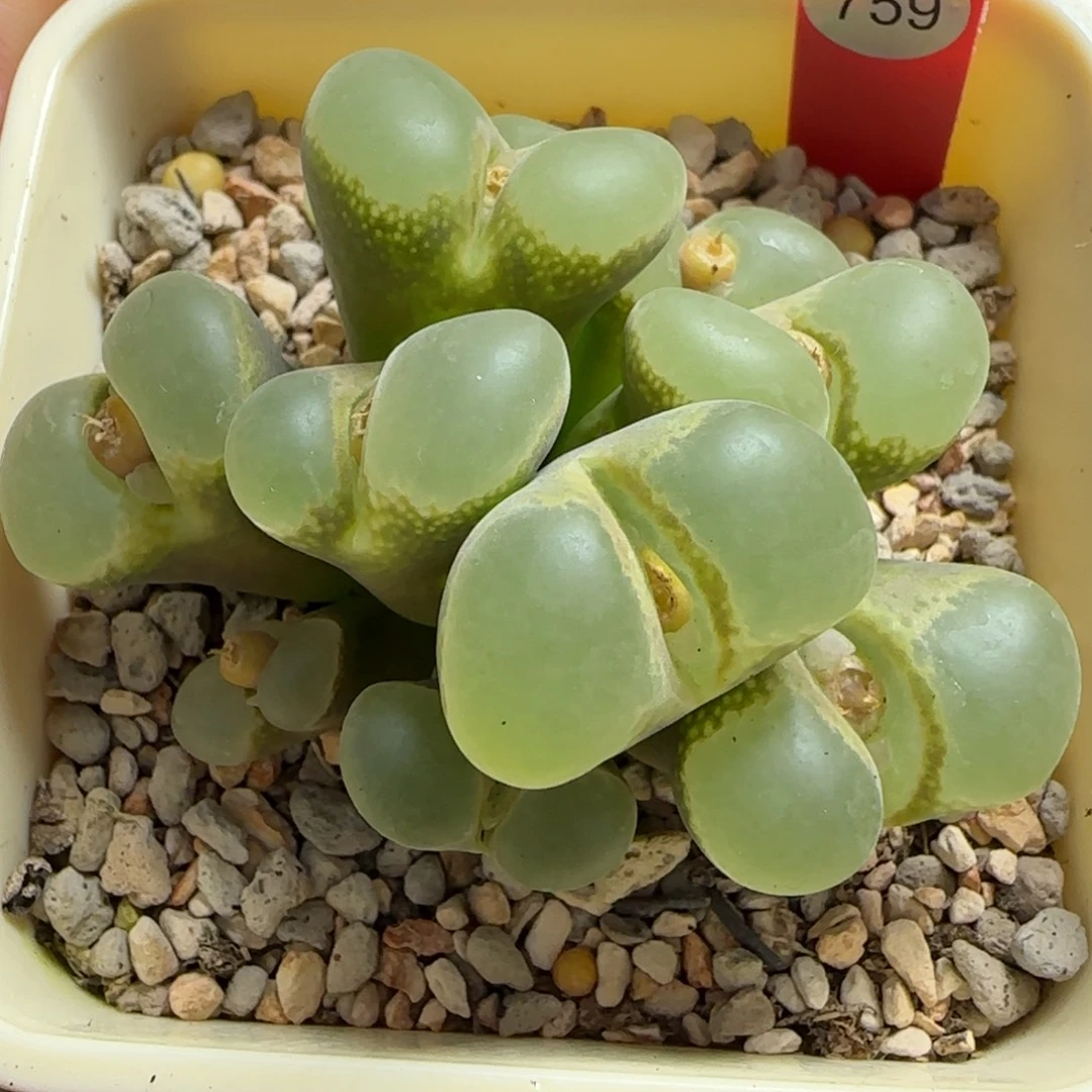 多肉植物白窗母本群开炸151号