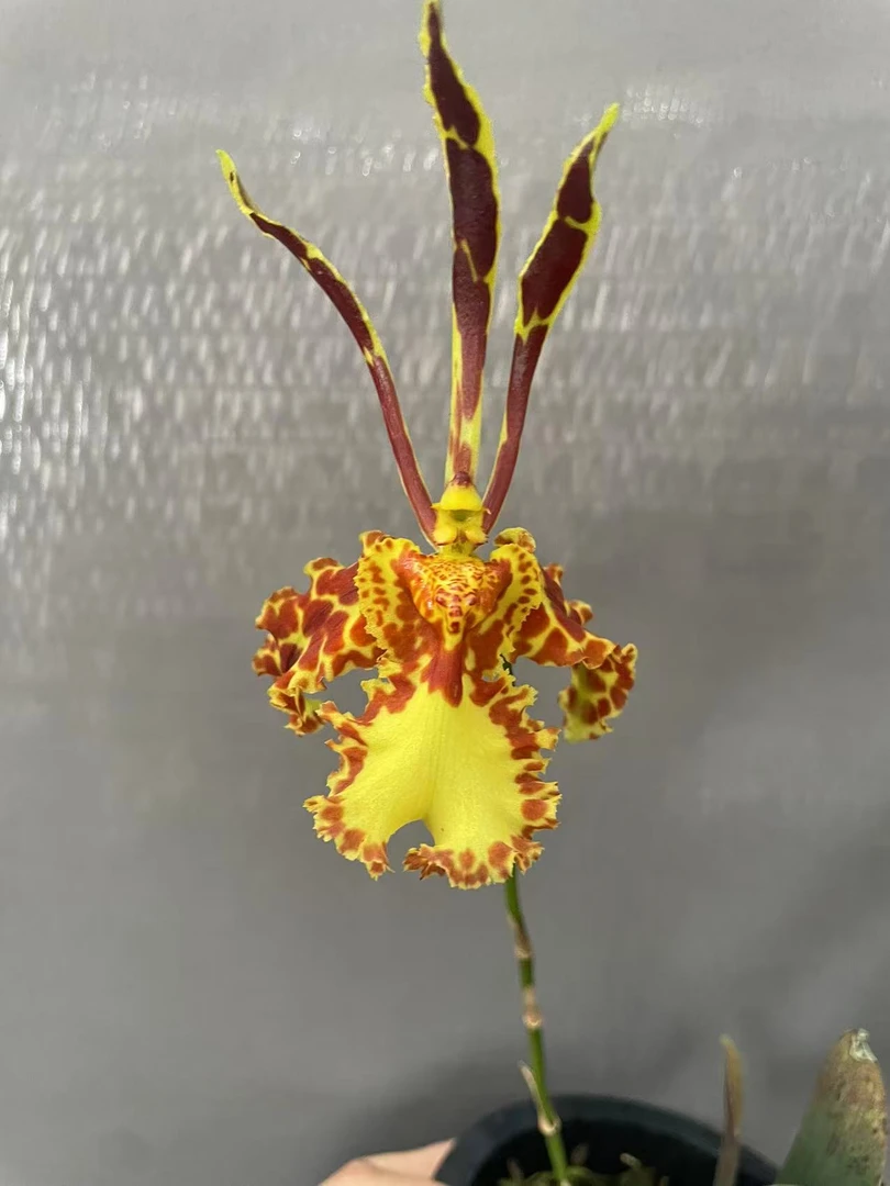 【齐天大圣】豹斑黄金文心兰稀缺品种花型精致可爱开花美观花期长