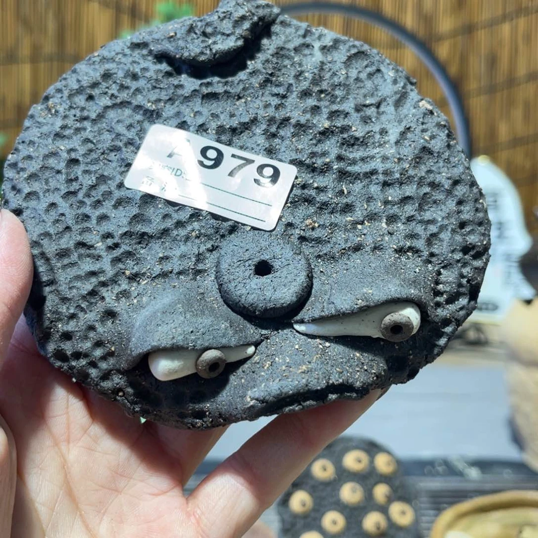 木村信弘柴烧保平