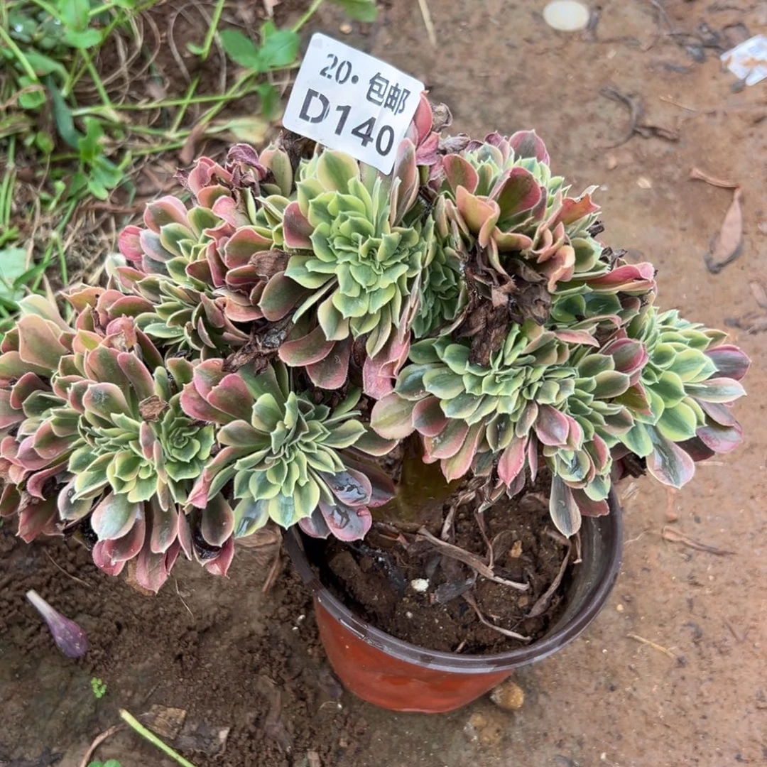 140红秀缀，满20包邮
