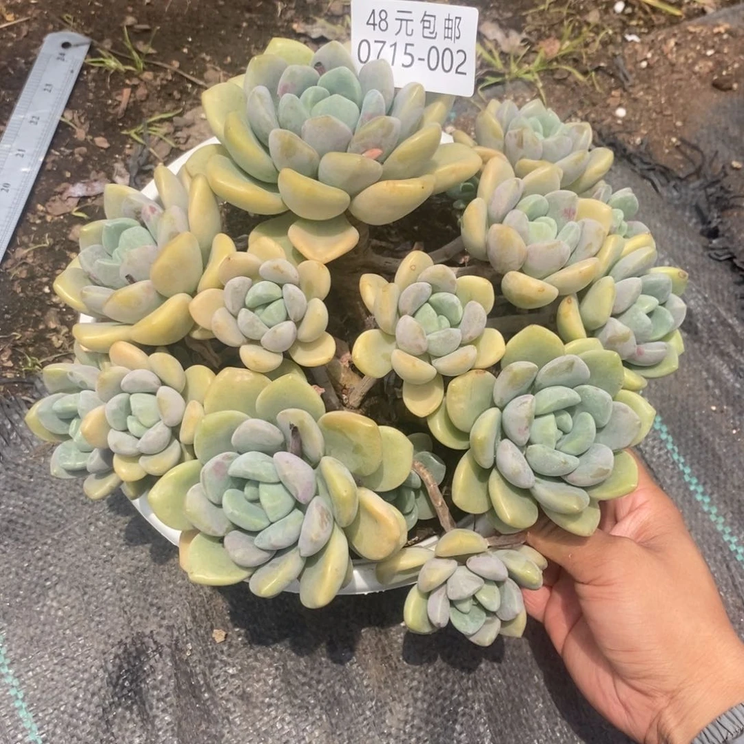 君*夏悦多肉0710-2白鹭