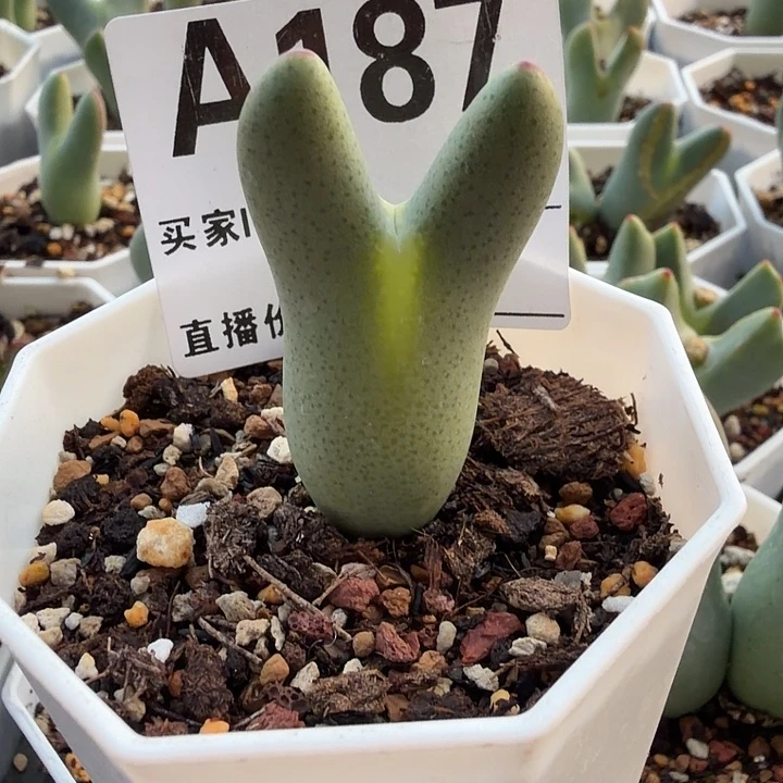 木***禾187。多肉植物和植物的