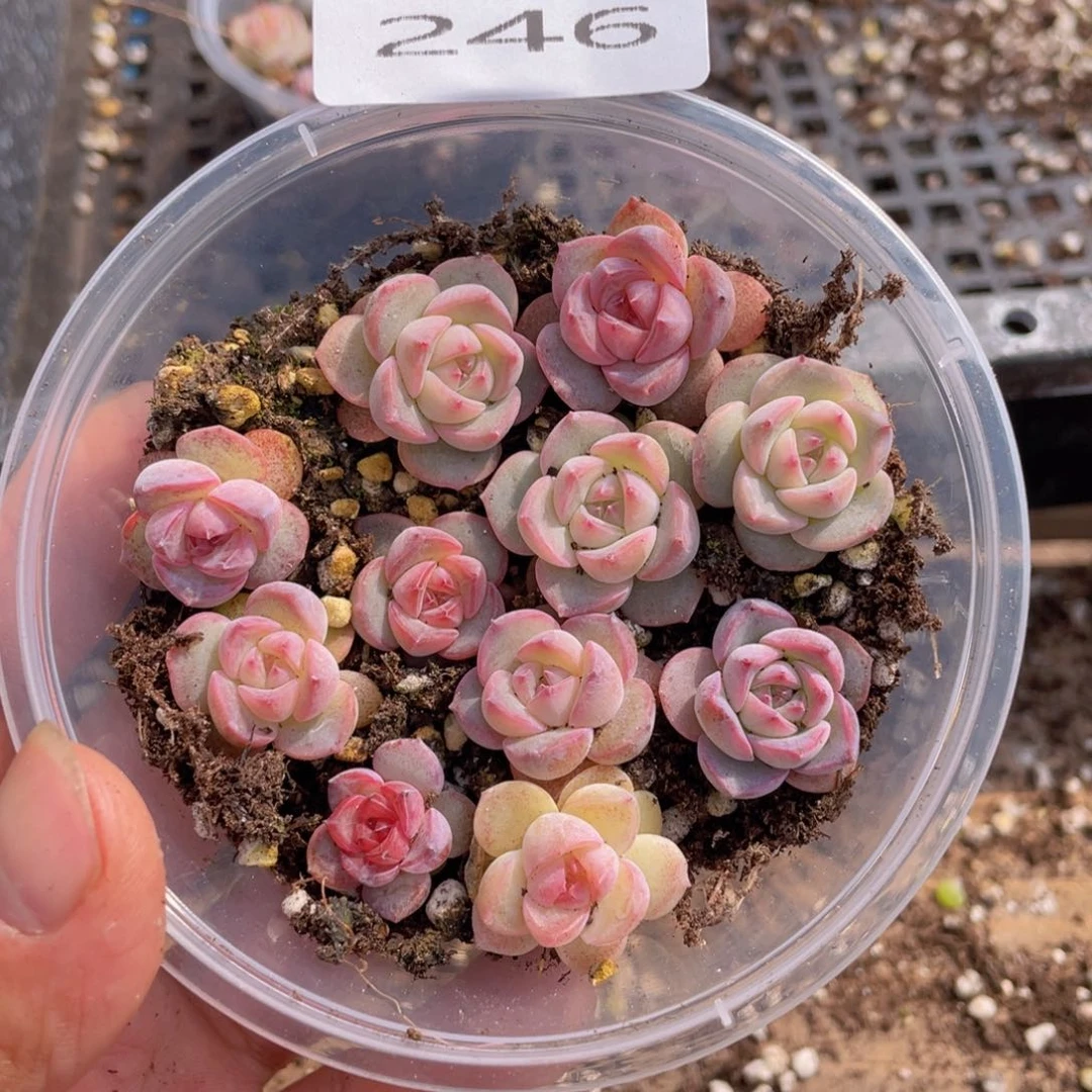 多肉植物多肉植物246