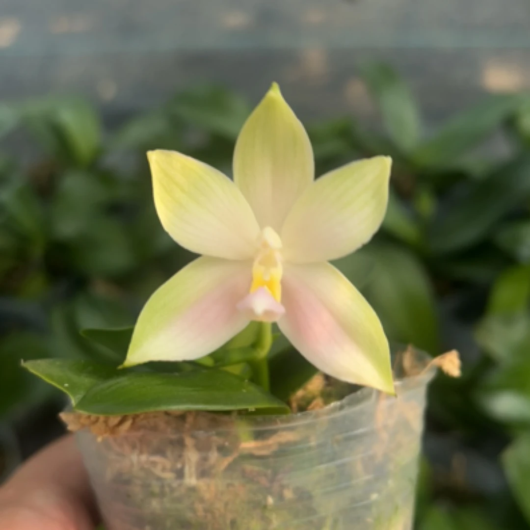 【粉贝】2.5寸 苗发货 （苗小介意勿拍）