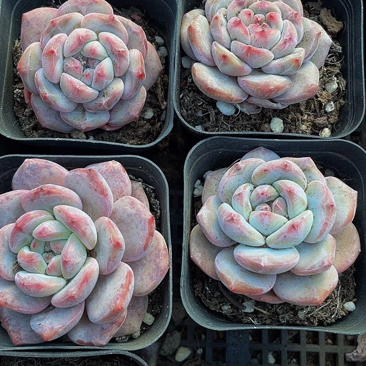 6.5方网红星影带盆