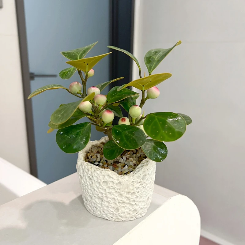 【喜半影-散光】小盼菩提盆栽室内外办公室绿植带果好养活桌面盆栽
