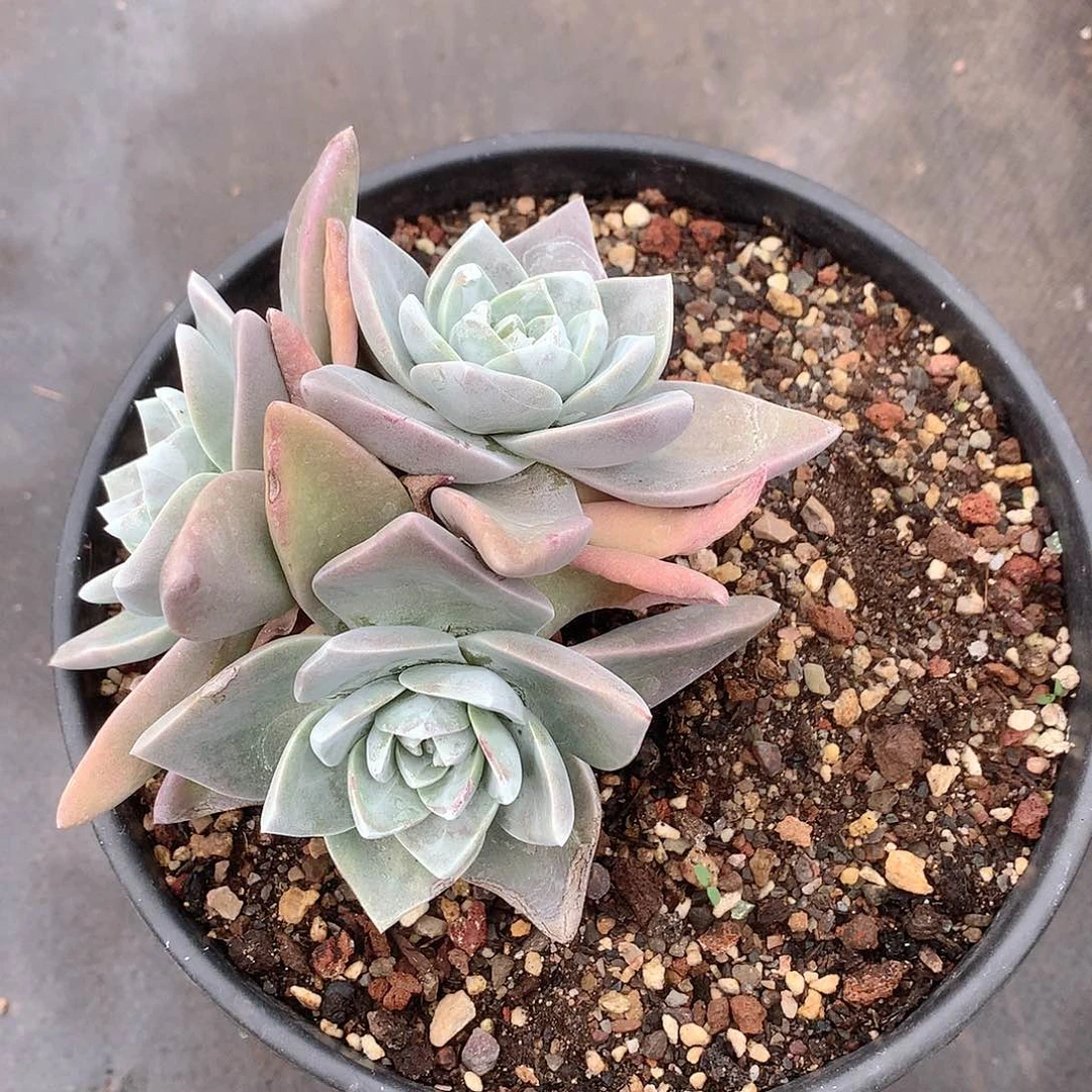 5023泡芙苹果叶多肉