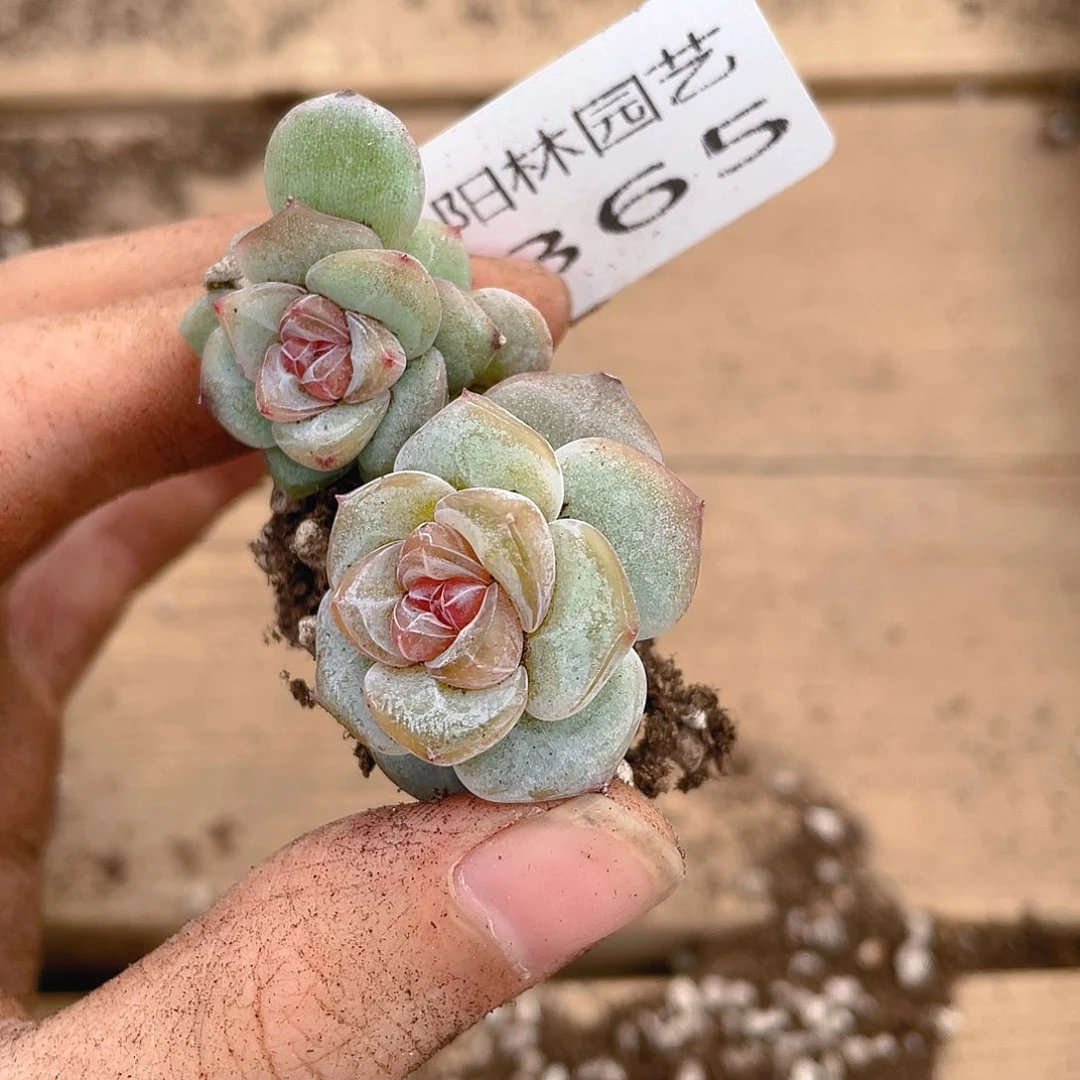 *****多肉植物多肉植物365