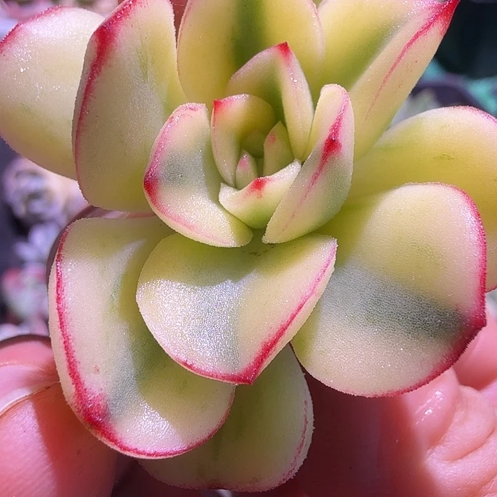 紫梦锦宽锦多肉锦