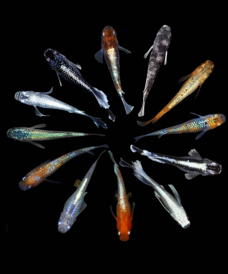 小型观赏鱼观背青鳉冷水鱼缸宠物迷你小鱼包邮淡水鱼活体好养耐活