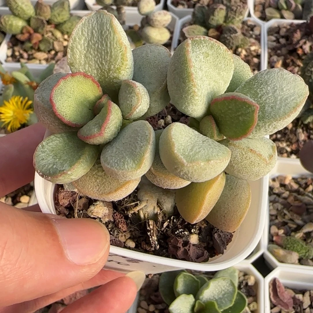 傲雪水泡多肉植物水泡