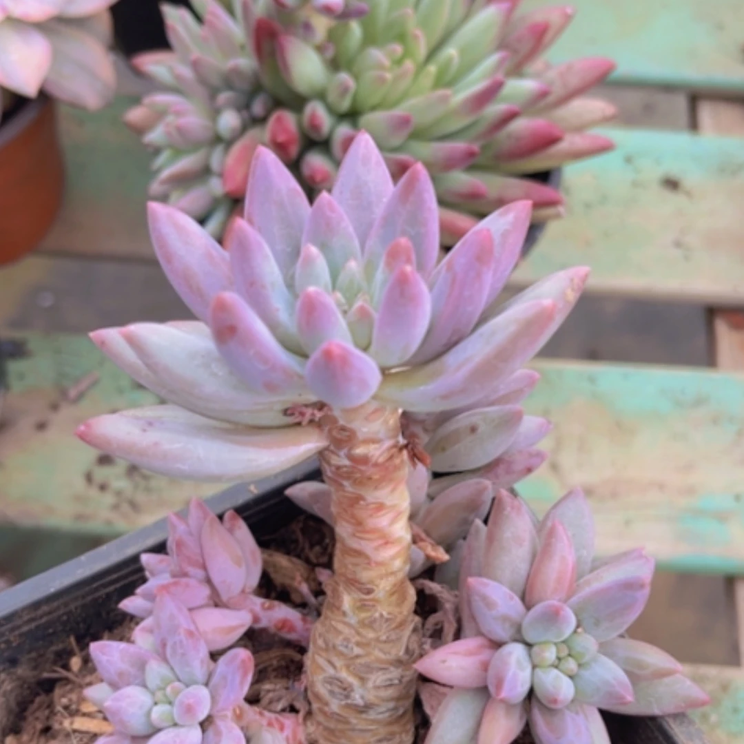 【闪购商品】羽毛衣虞美人0815