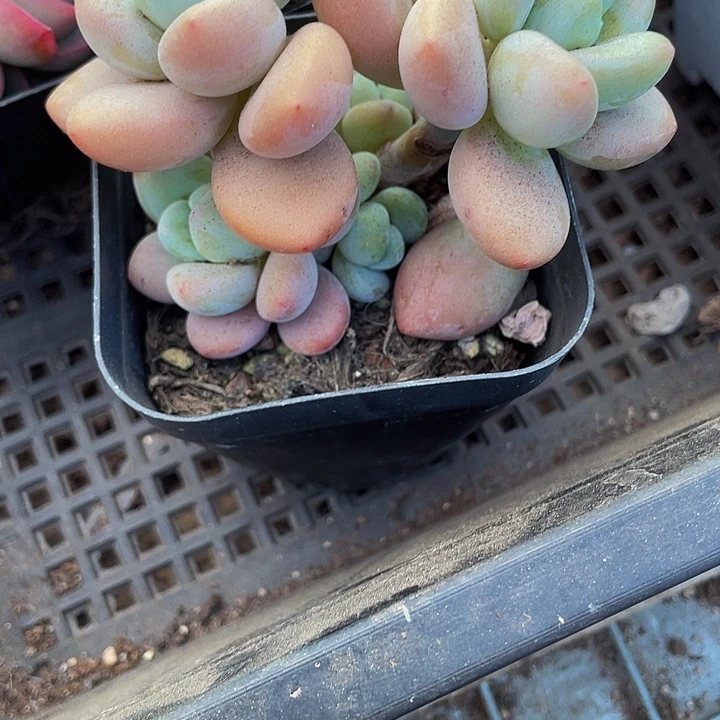 6.5方洛神带盆土