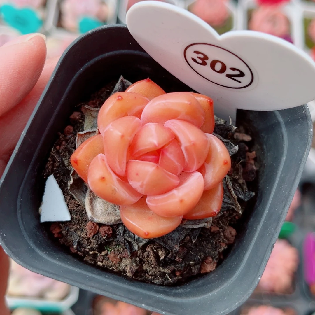 302号安可珍妮单头