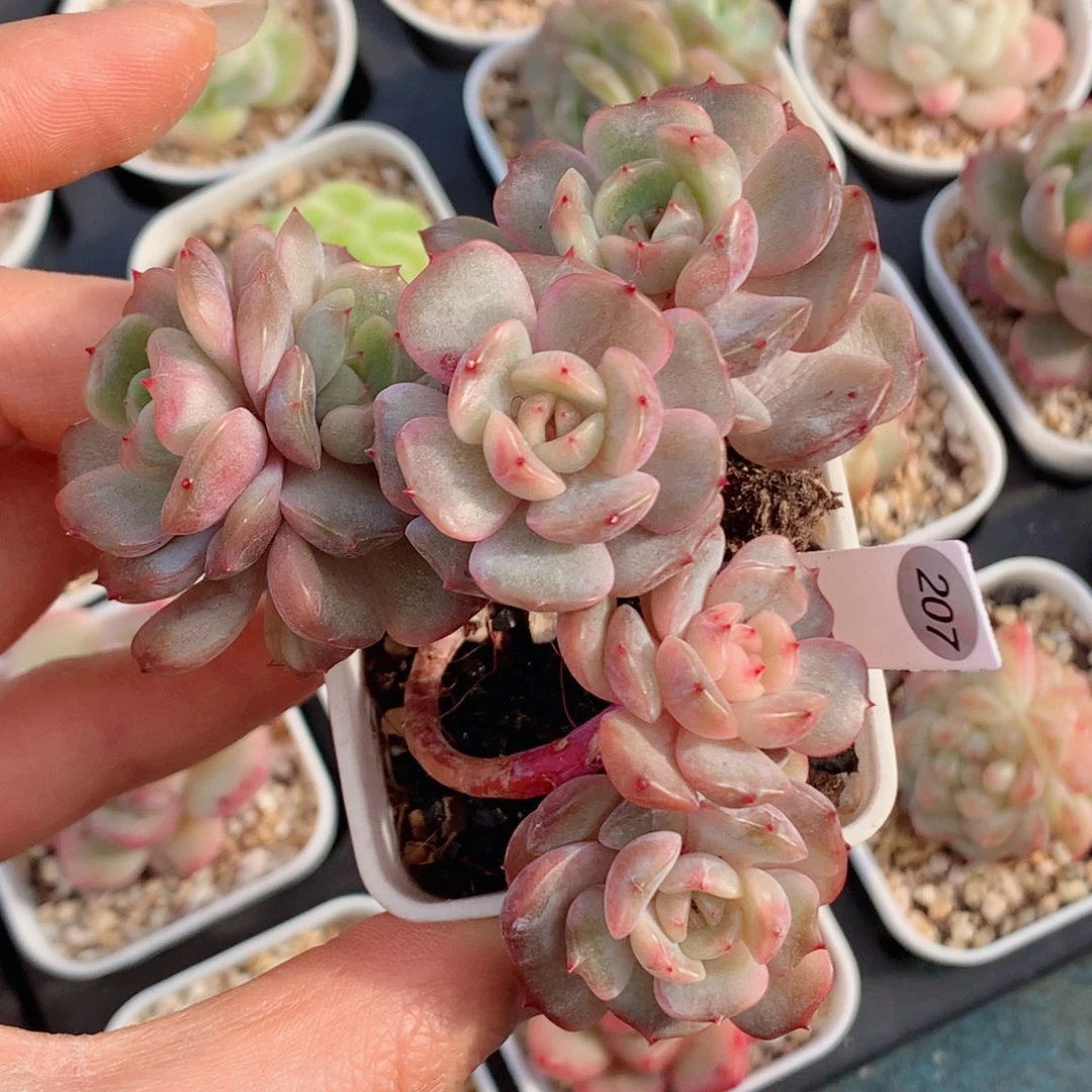 红恋58包邮  群生不包整207