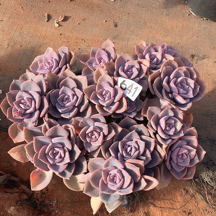 641彩虹糖一物一拍多肉