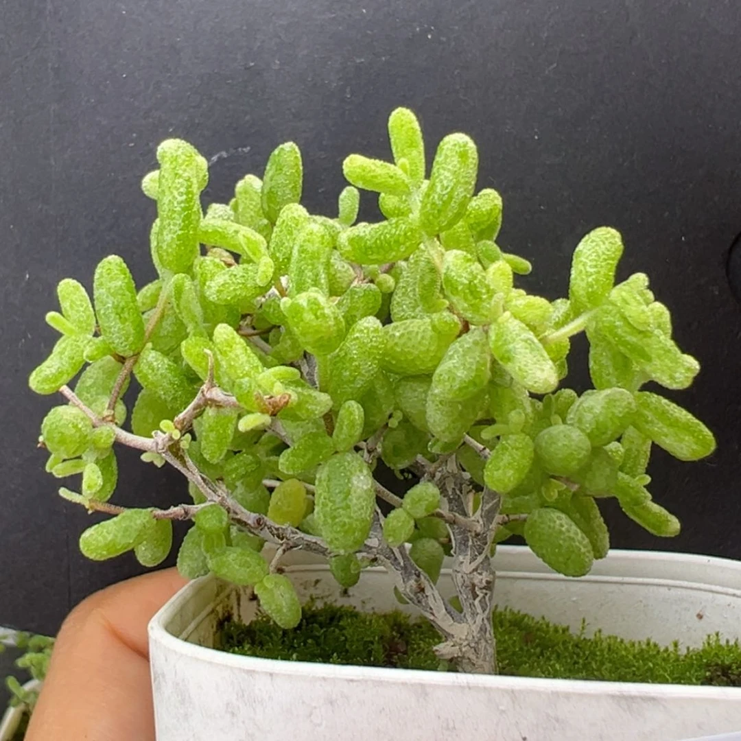 【闪购商品】dy2534糖球白糊斑锦盆口5cm