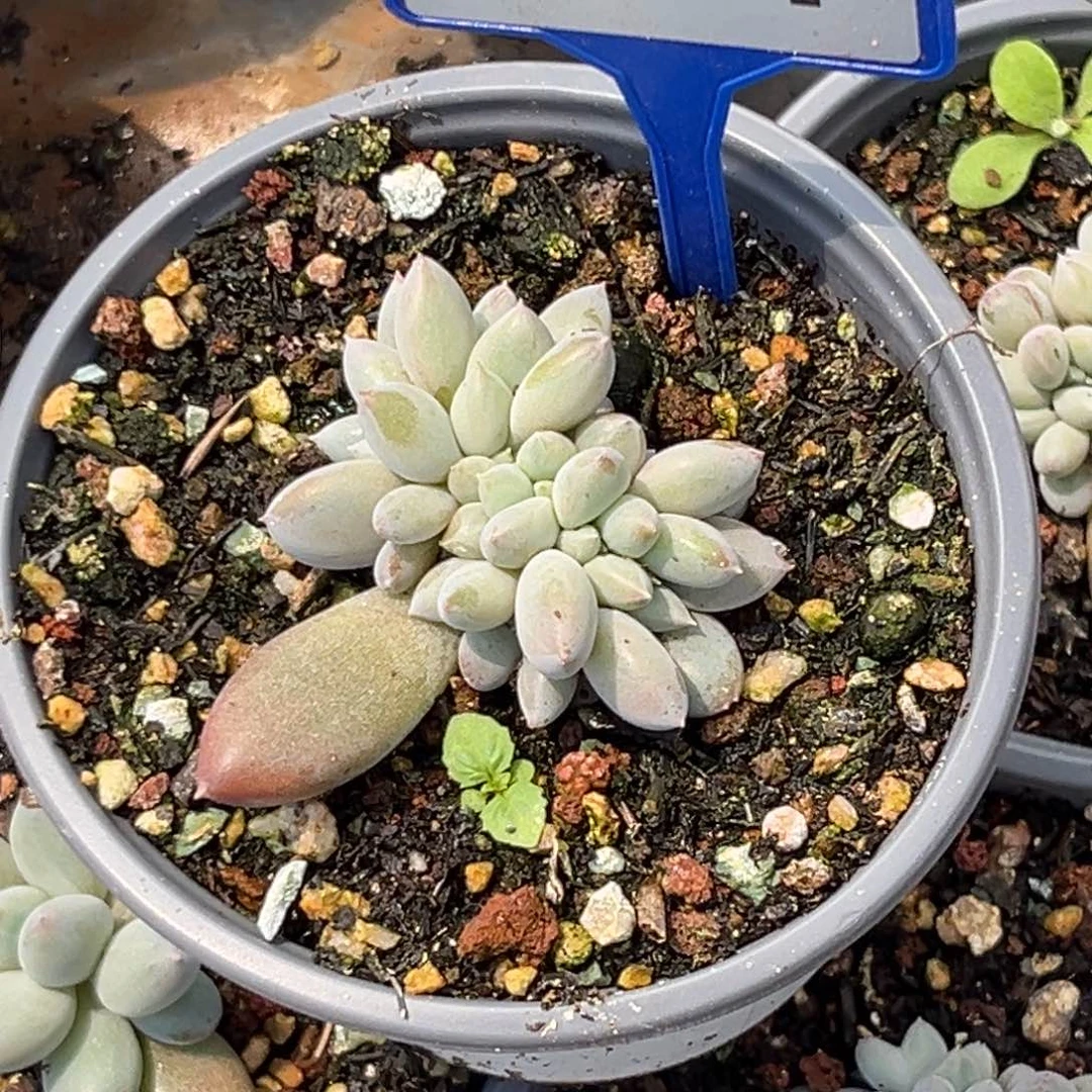 会***林多肉植物海豚体哥特194