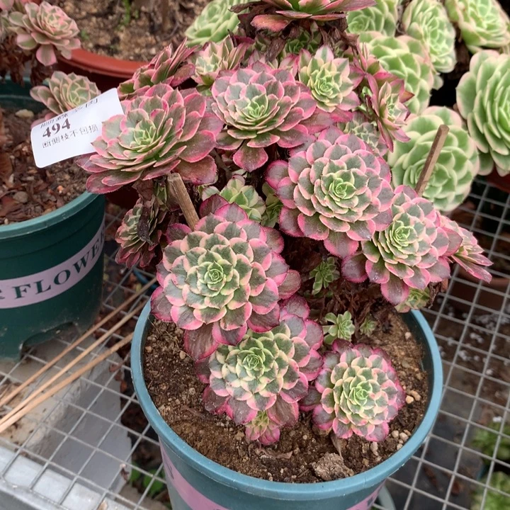 494霁月多肉植物特价