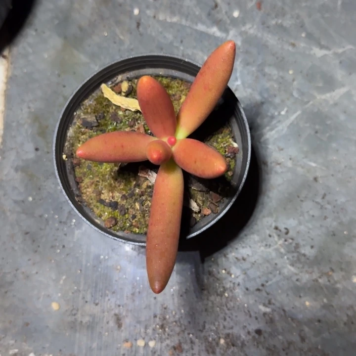 椰子树 单头 一物一拍