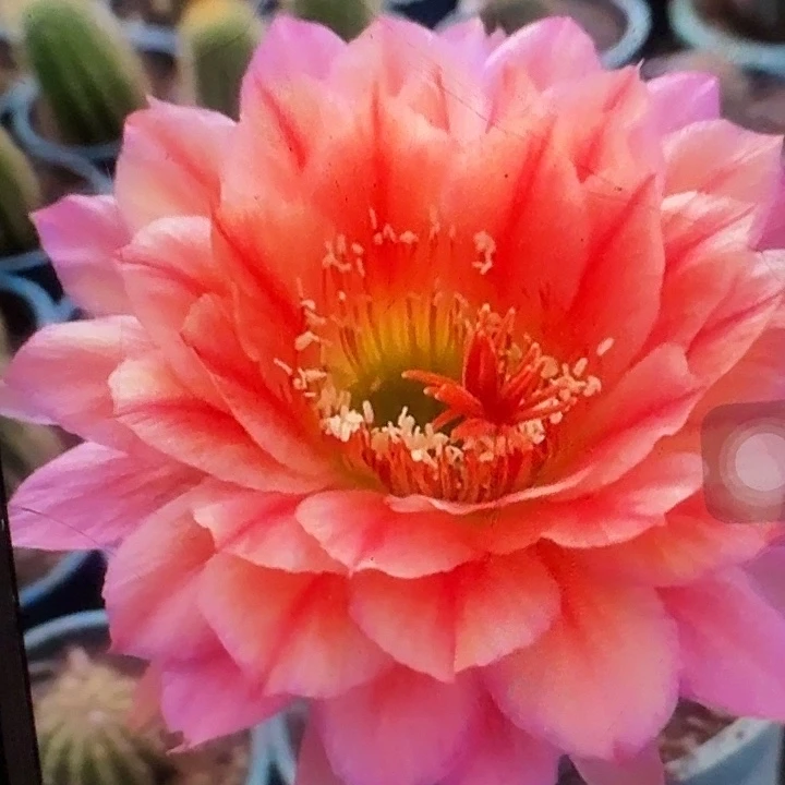 立夏侧芽5公分高毛花柱