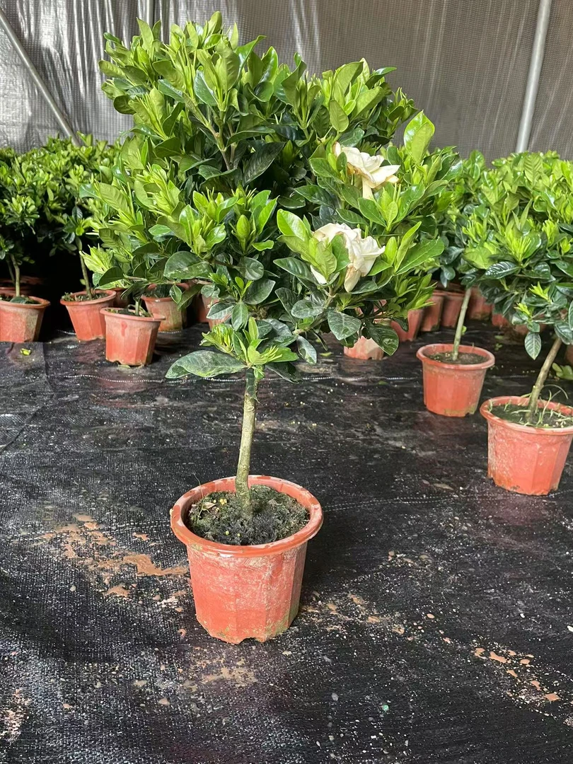 小叶单杆栀子花浓香带花苞广州基地直发